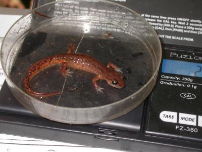 Female Woodland Salamander