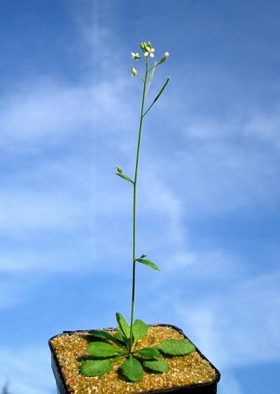 <I>Arabidopsis</I>