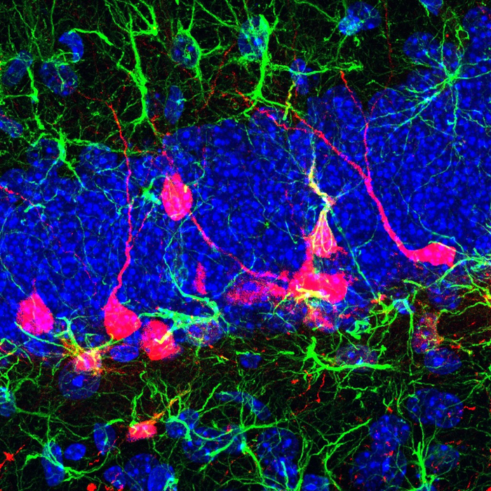 New-born neurons in post-natal brain