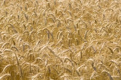 Wheat