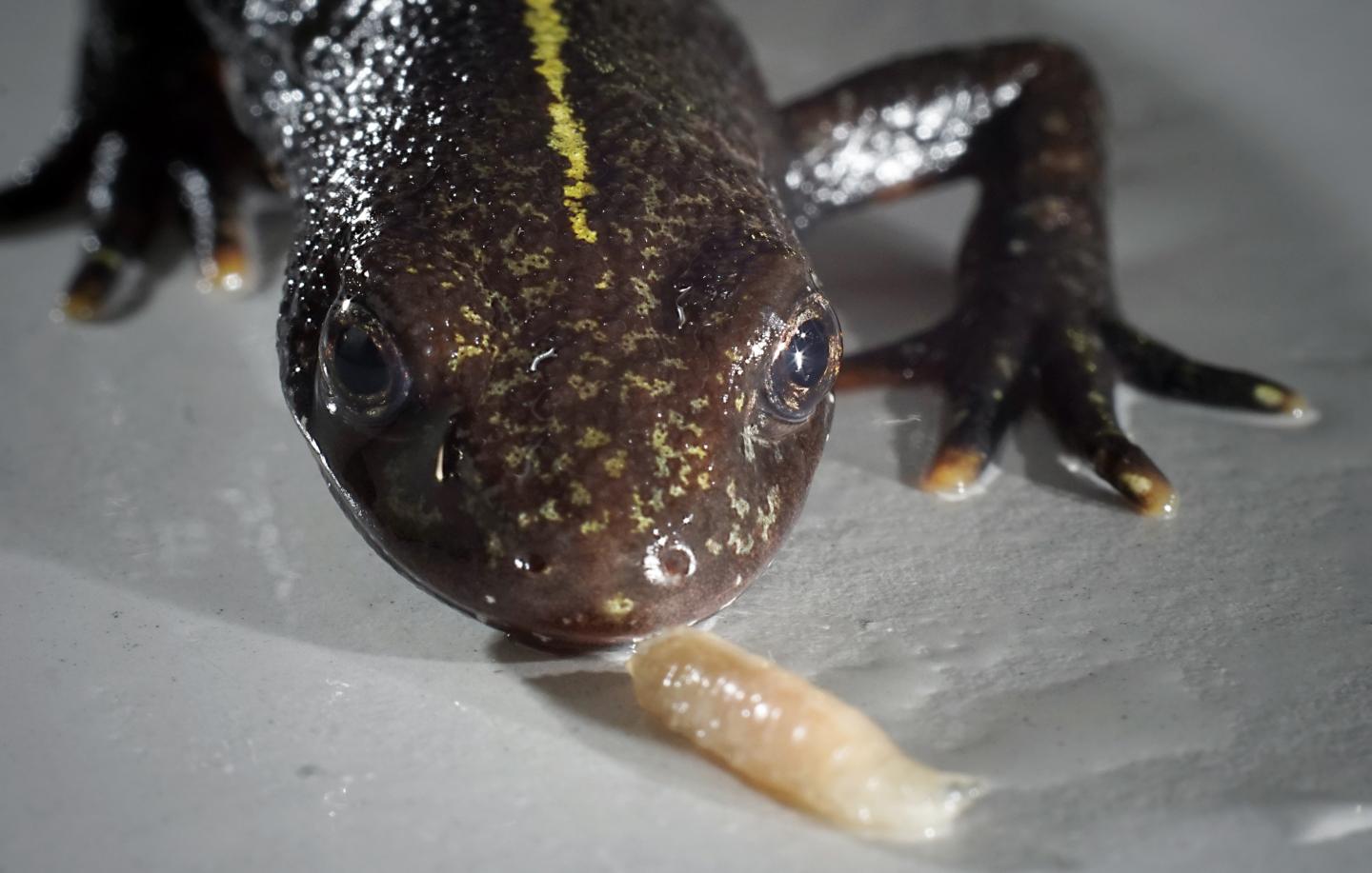 The Italian Crested Newt