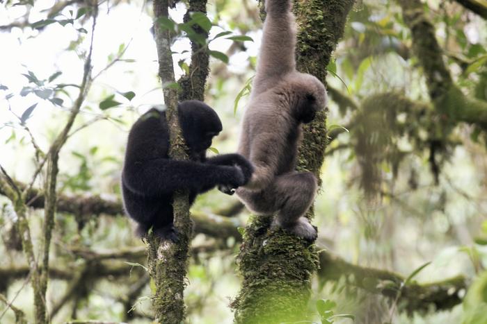 Pair of Eastern Hoolock Gibbons