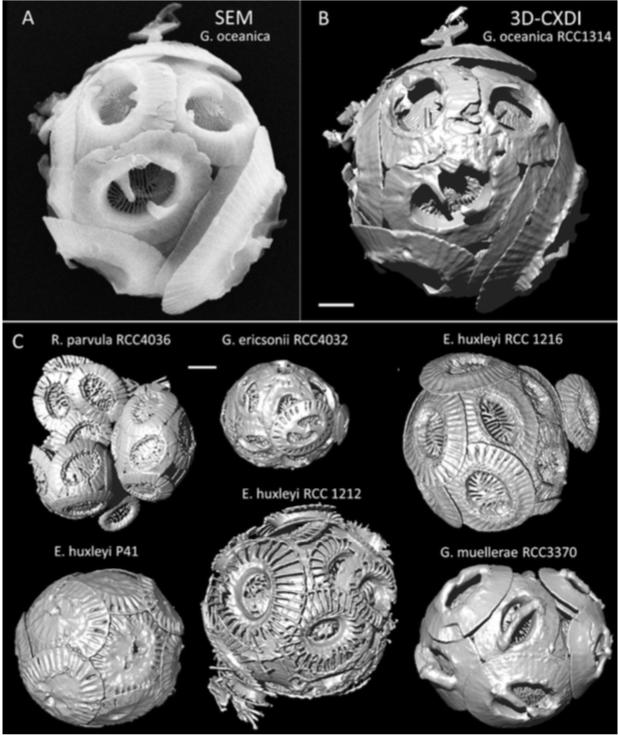 Structures Of Coccospheres By Three-Dimensional X-Ray Coherent Diffraction Imaging