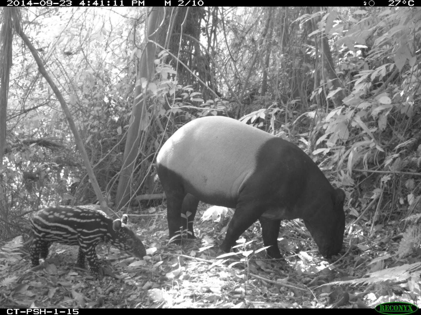 Malayan Tapir and Baby