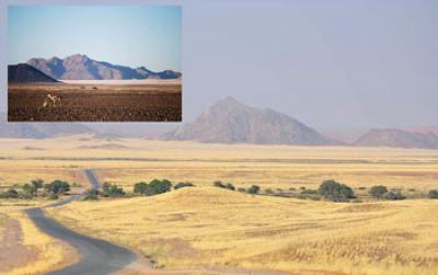 Vegetation Covering Stony Desert of Namibia