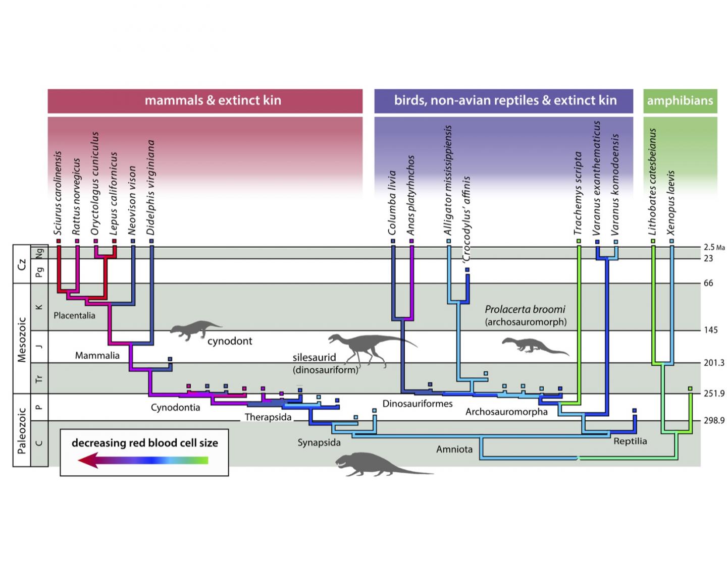 Evolutionary Tree of Ancestral Red Blood Cell Sizes of Tetrapods