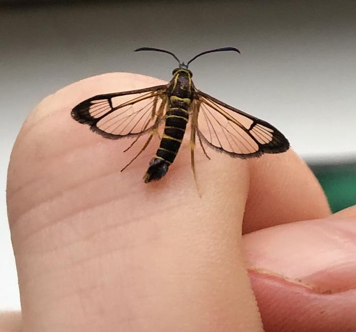 Carmenta brachyclados live on finger of Daisy Cadet