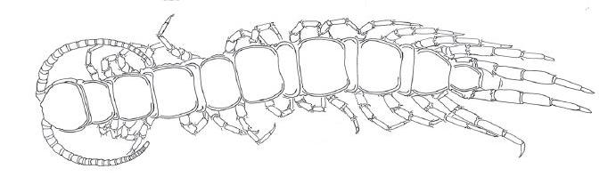 <i>Hessebius luculentus</i>