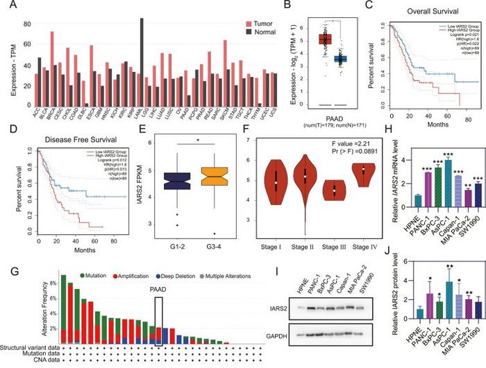 IARS2 was up-regulated in PDAC tissue and cell lines.