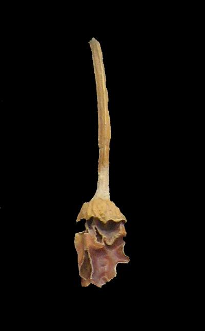 Archaeological Chili Peppers from Guila Naquitz Cave