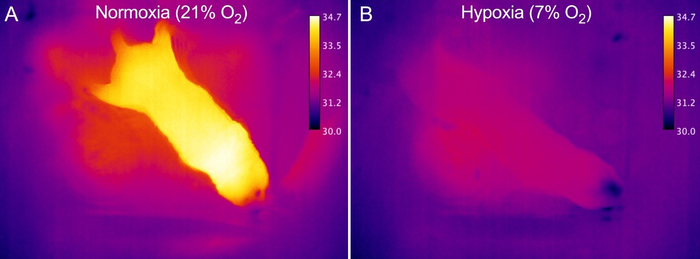 Forward-looking infrared (FLIR) images to measure heat emission