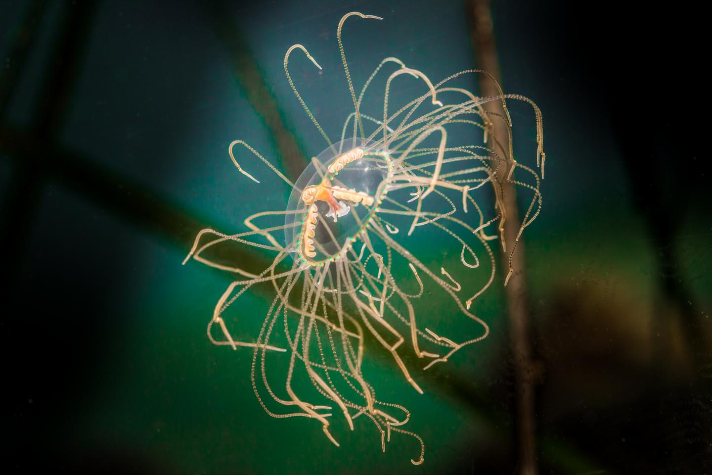 Clinging Jelly from Vladivostok