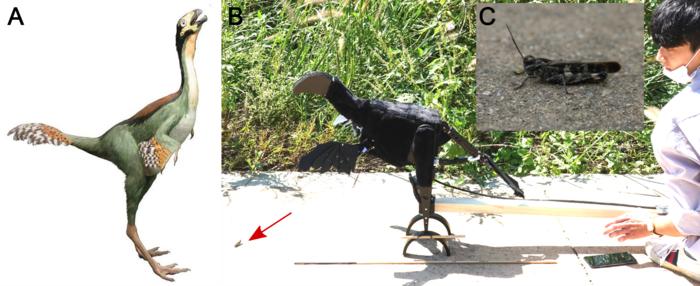 Caudipteryx and its robotic imitation used in the study