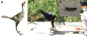 Dinosaurs might have used feathers on forelim - Vimarsana News
