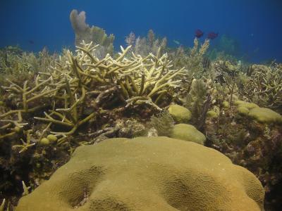 Staghorn Coral (2 of 2)