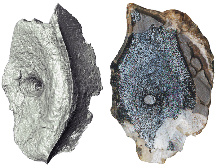 Cross-section of vertebrae