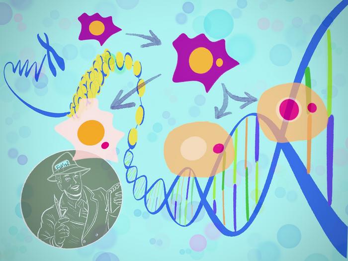 cGAS-STING pathway response model for micronucleus