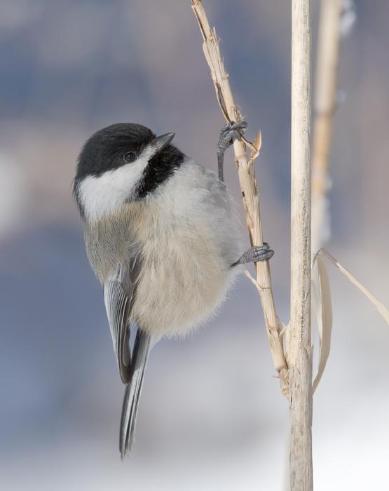 Chickadee