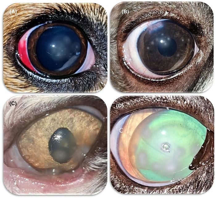 Figure 3: Florida spot keratopathy (FSK) in dogs and cats with concurrent eye disease