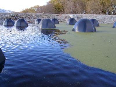 Half-Submerged Poo-Gloos