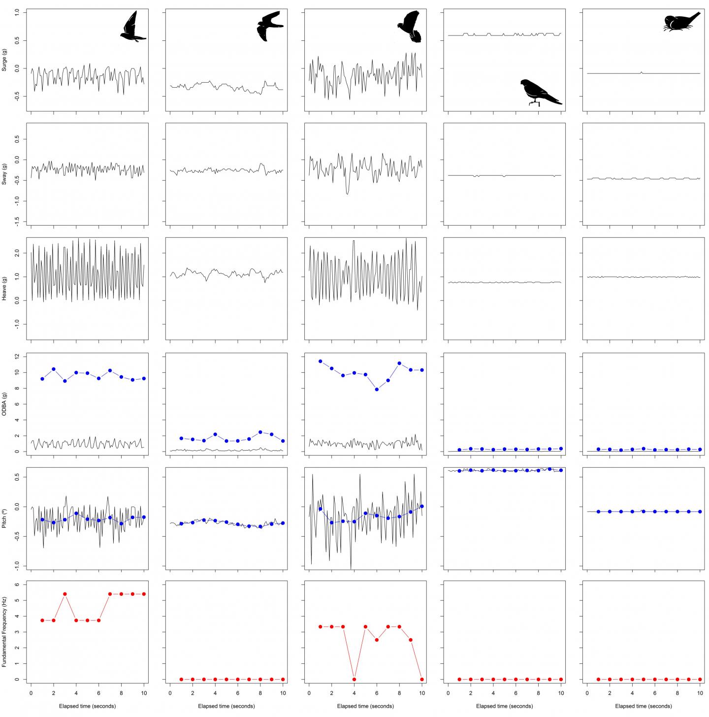 Kestrels' Strategies for Flight and Hunting Vary with the Weather