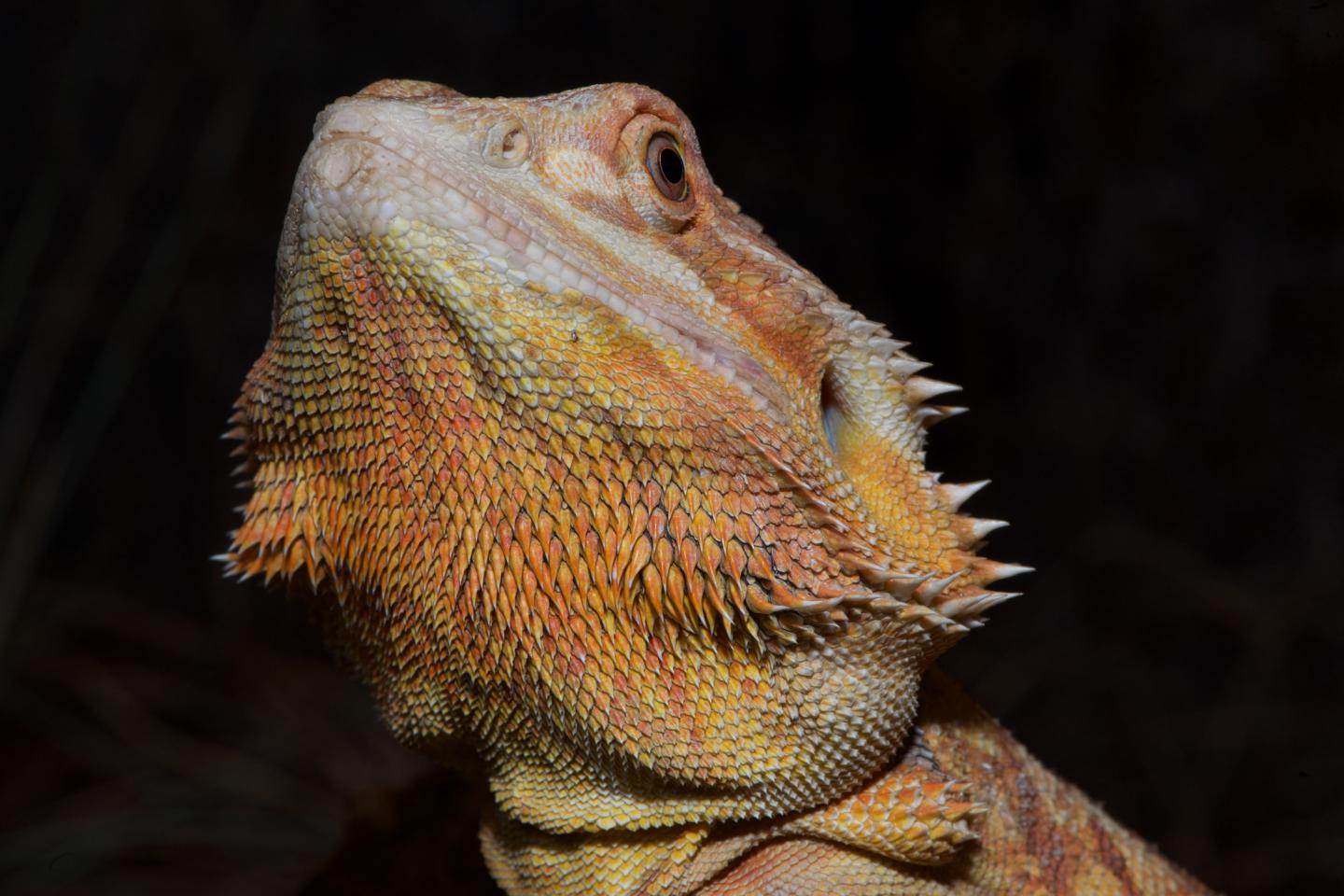 Reptile Scales, Bird Feathers, Mammal Hairs E EurekAlert!