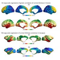 The genetic-evolutionary axes that shape the large-scale organization of the brain.