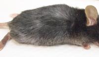 Gray Hair Mouse