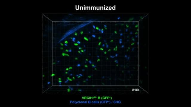 High-valency antigens can lead the body to make more antibody-producing B cells