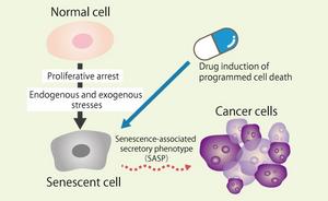 How a drug might prevent cancer formation