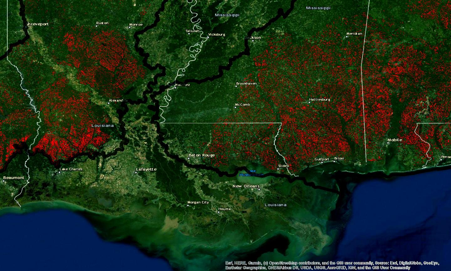 Habitat loss for the Red-cockaded woodpecker