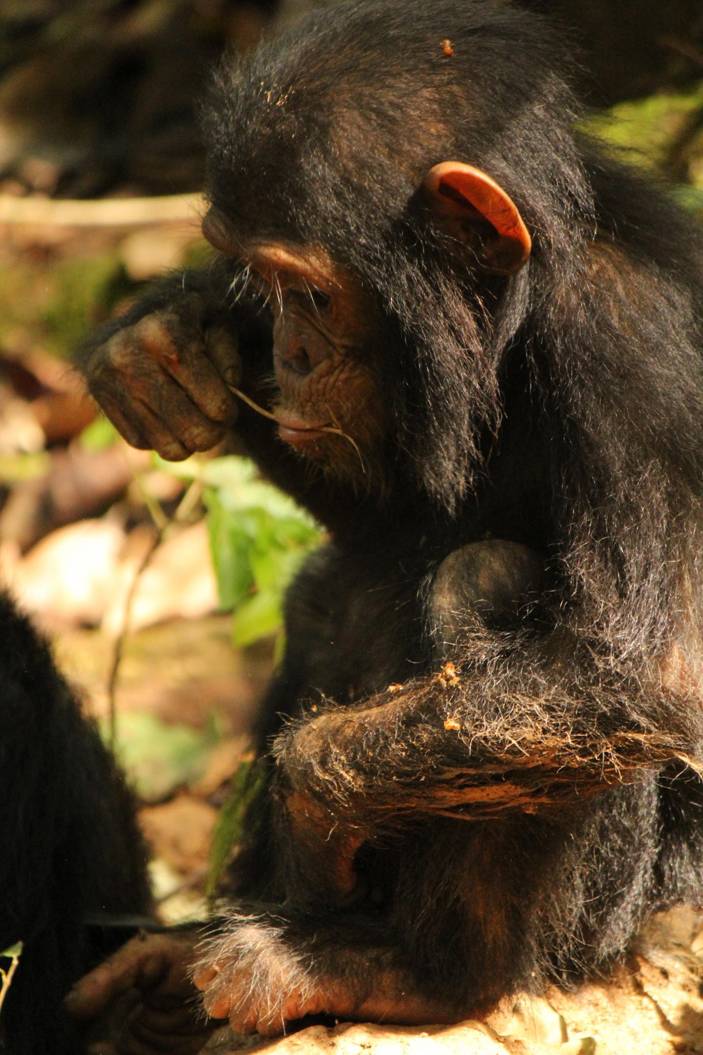 Juvenile chimpanzee Termite-Fishing