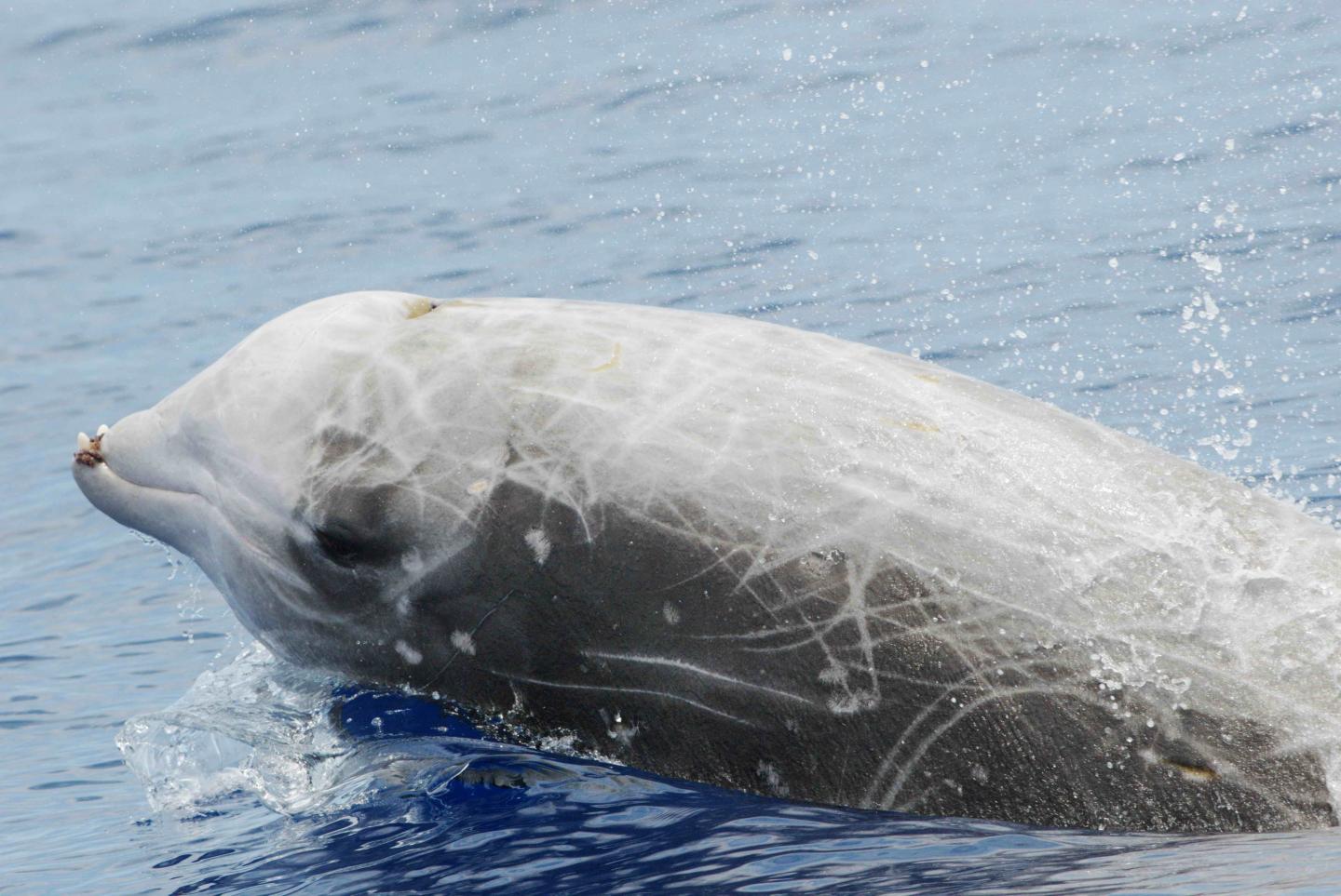 Two Beaked Whale Species Take Very Long, Deep Dives for Their Size