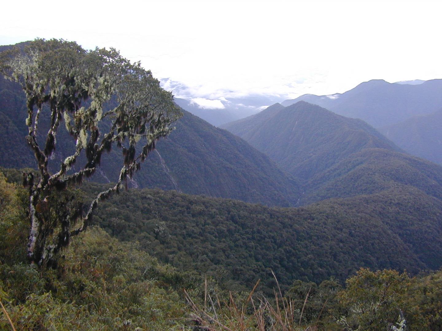 <i>Incadendron esseri</i> in Manu National Park, Peru
