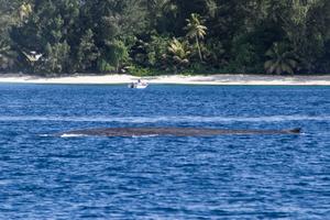 Blue whale at D'Arros