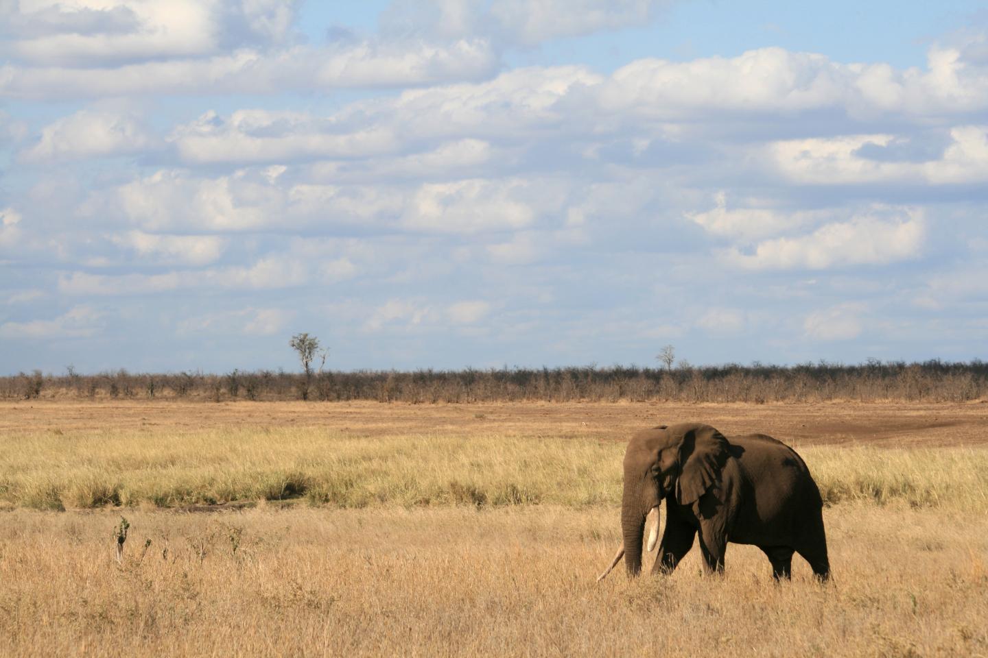 The Impacts of Herbivory on Continental Scales (4 of 10)