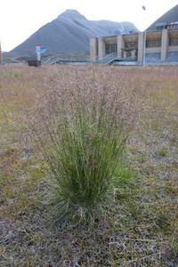 Silver pileus (Deschampsia cespitosa)