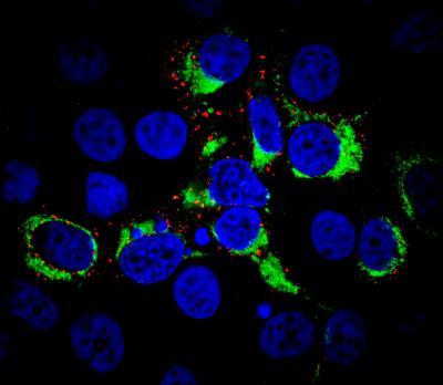 Confocal Microscopy of nsp2TF Protein