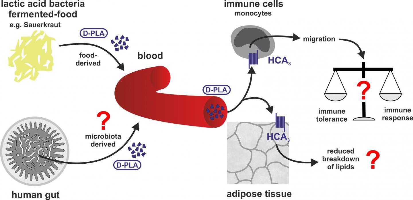 Bacteria in fermented food signal the human i EurekAlert!