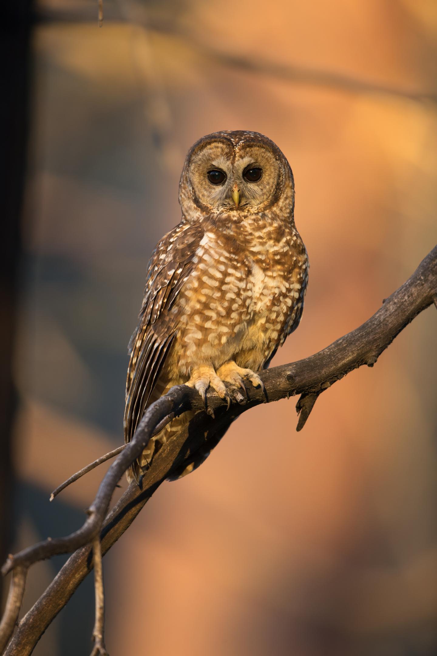 Spotted Owl in Yosemite Orange Background