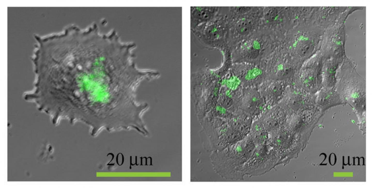 Fluorescent Nanoparticles in Cells