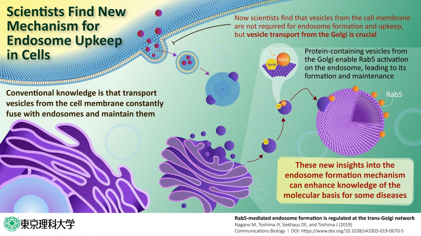 Endosome Formation