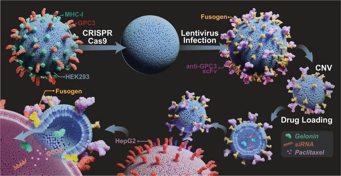 Schematic of anti-GPC3 scoff and engineered fusogen co-expressing eFT-CNVs for cytosolic delivery of therapeutics