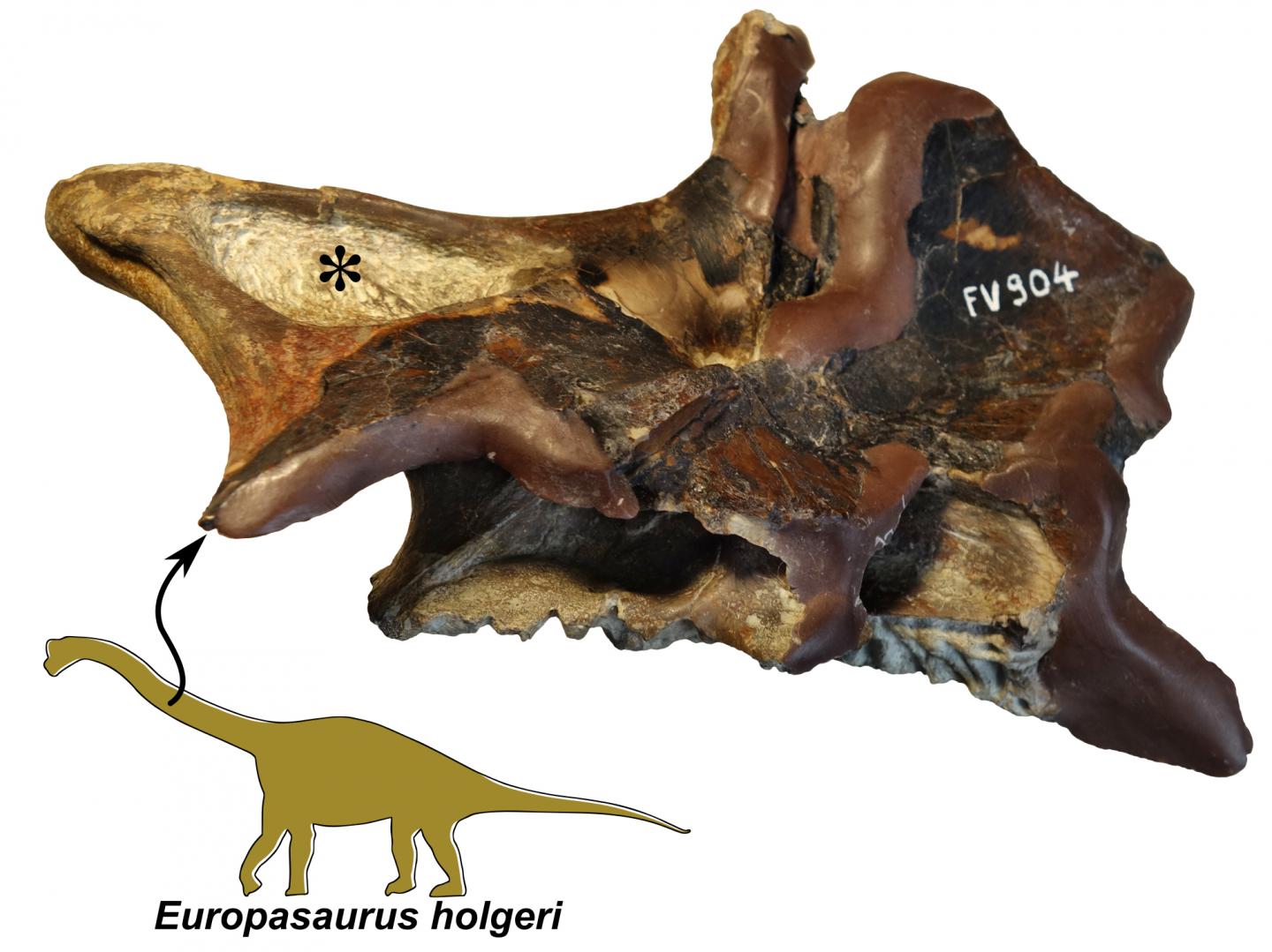 Neck Vertebra