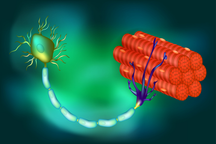 motor neuron graphic