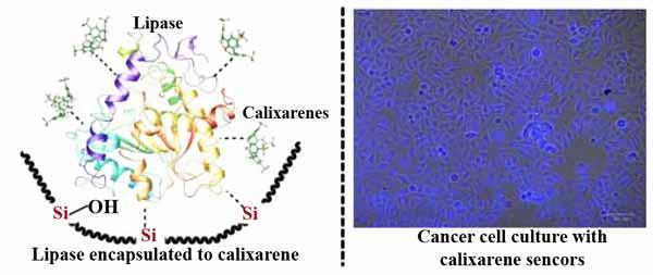 Calixarenes in Lipase Biocatalysis and Cancer Therapy