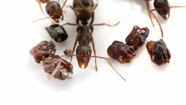 Florida's Skull-collecting Ant (2 of 2)