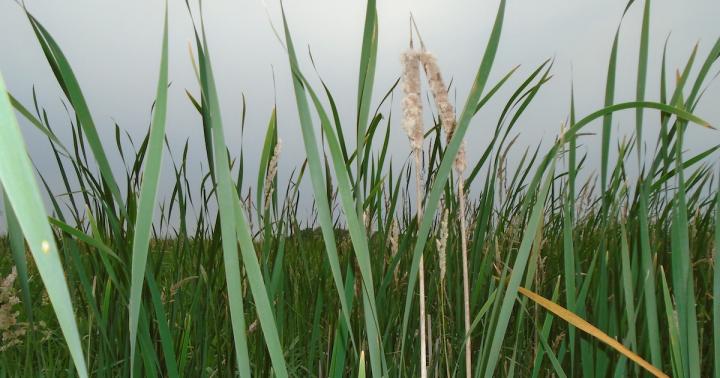 View through wetland cattails