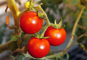 cultivating tomatoes with controlled-environment agriculture
