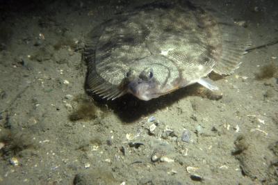 Winter Flounder
